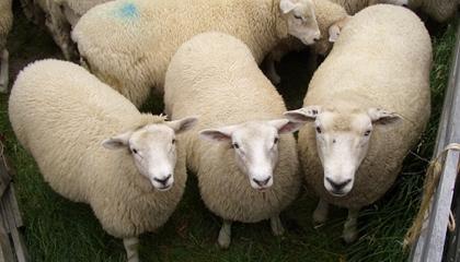sheep pregnancy